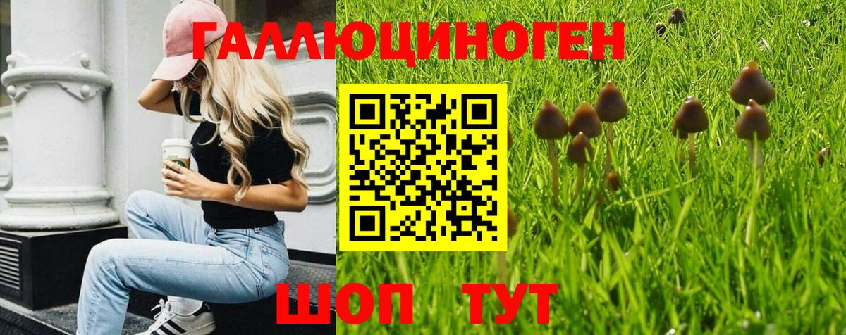 Псилоцибиновые грибы Psilocybine cubensis Карталы